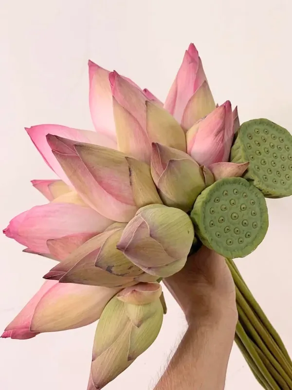 Hôm nay trời mây trắng