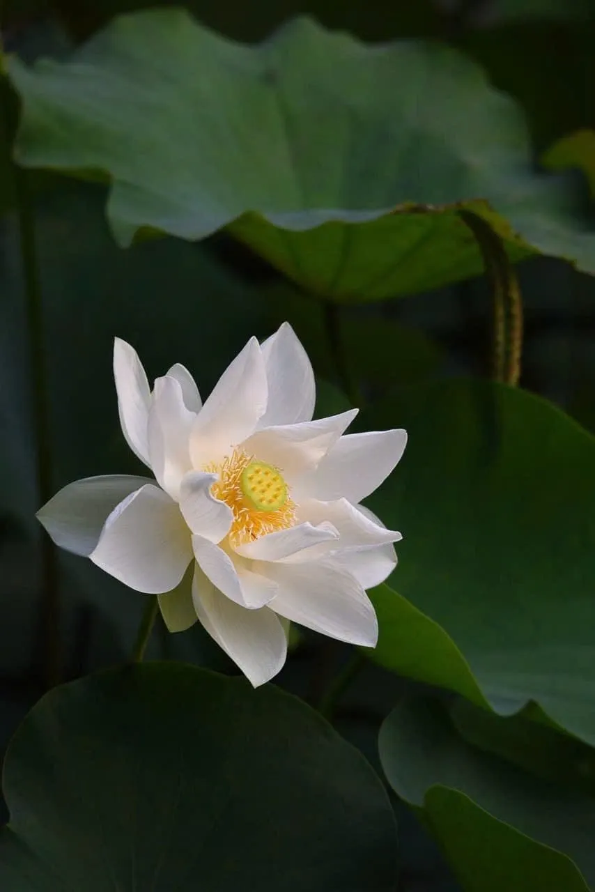 Ảnh 6 — Mưa xuân lay động lòng nhân thế